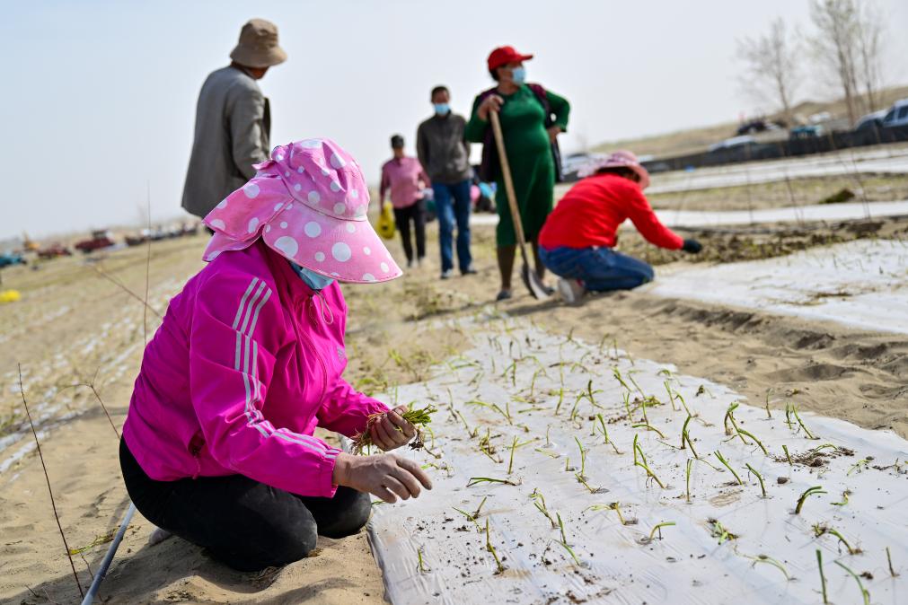 无码人妻少妇色欲AV一区二区