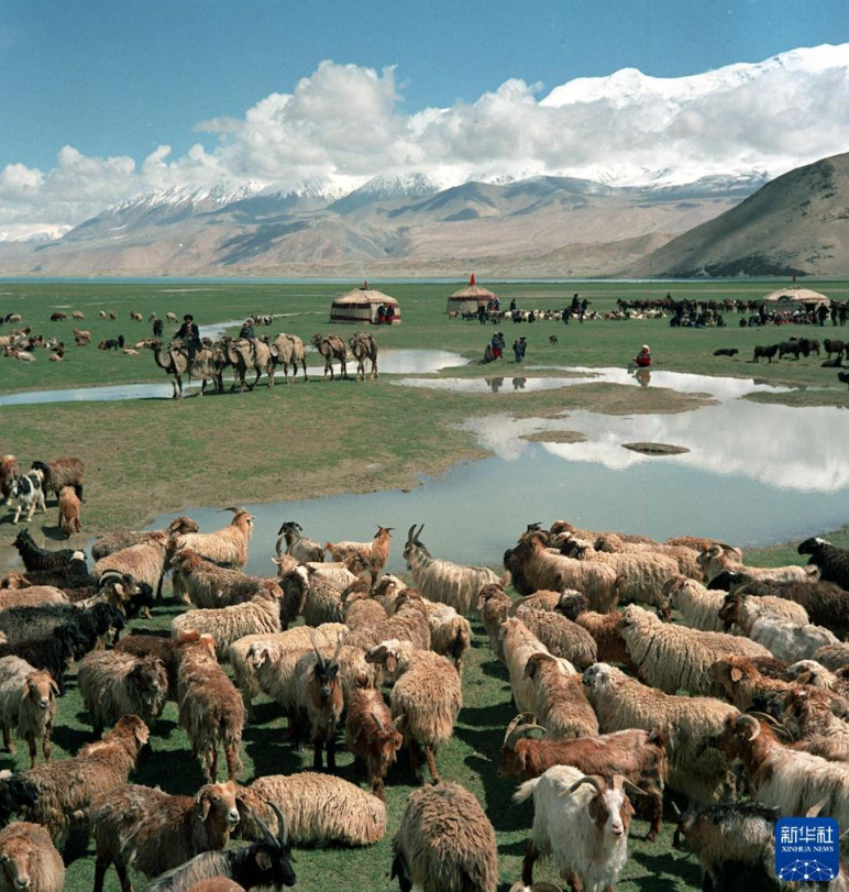 无码人妻少妇色欲AV一区二区