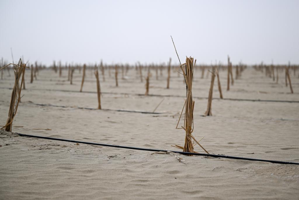 无码人妻少妇色欲AV一区二区