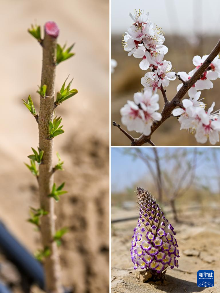 无码人妻少妇色欲AV一区二区