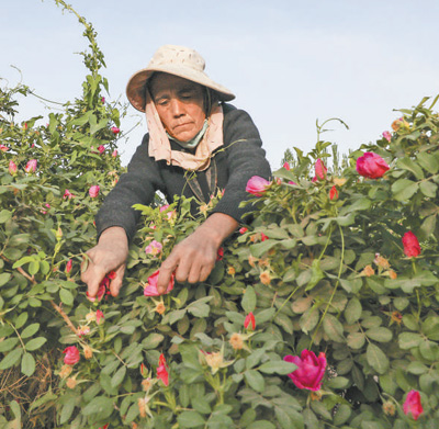 无码人妻少妇色欲AV一区二区