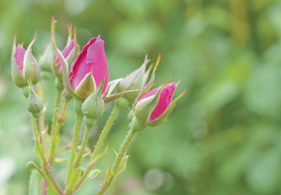 无码人妻少妇色欲AV一区二区