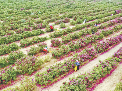 无码人妻少妇色欲AV一区二区