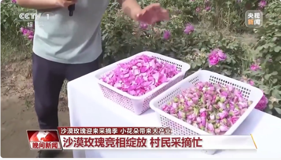 无码人妻少妇色欲AV一区二区