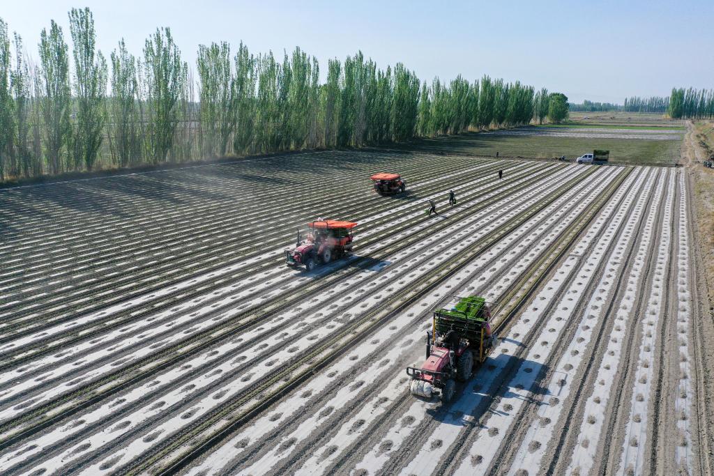 无码人妻少妇色欲AV一区二区