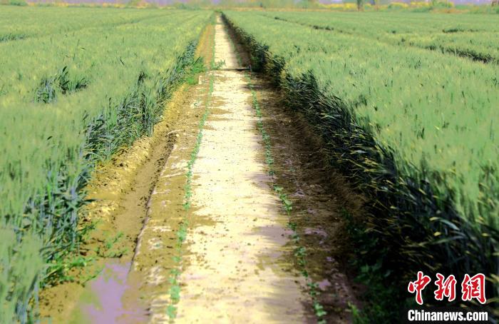 无码人妻少妇色欲AV一区二区