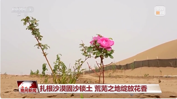 无码人妻少妇色欲AV一区二区