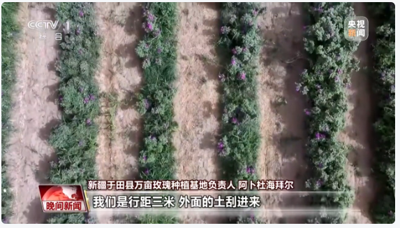 无码人妻少妇色欲AV一区二区