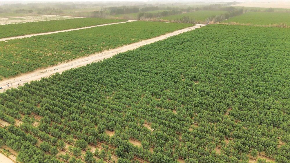 无码人妻少妇色欲AV一区二区