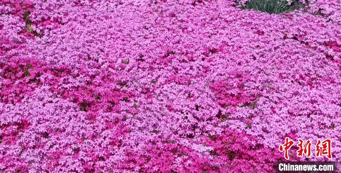 无码人妻少妇色欲AV一区二区