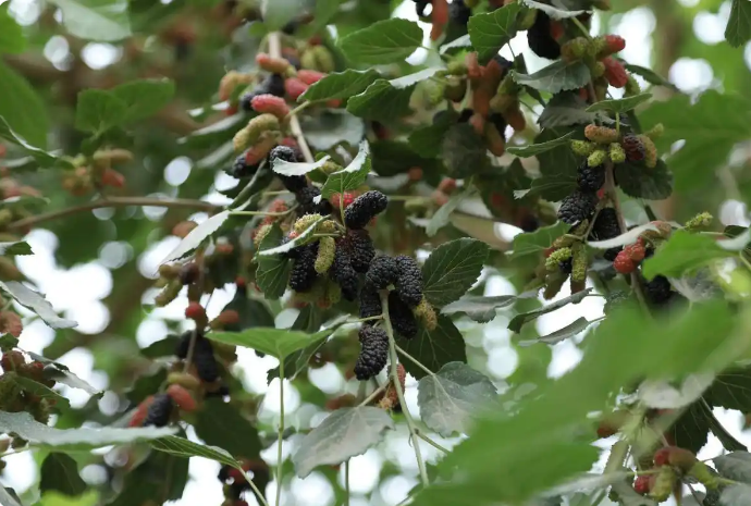 无码人妻少妇色欲AV一区二区