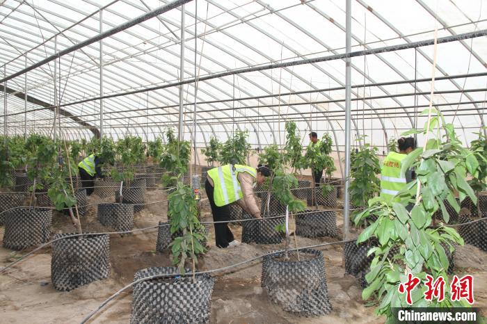 无码人妻少妇色欲AV一区二区