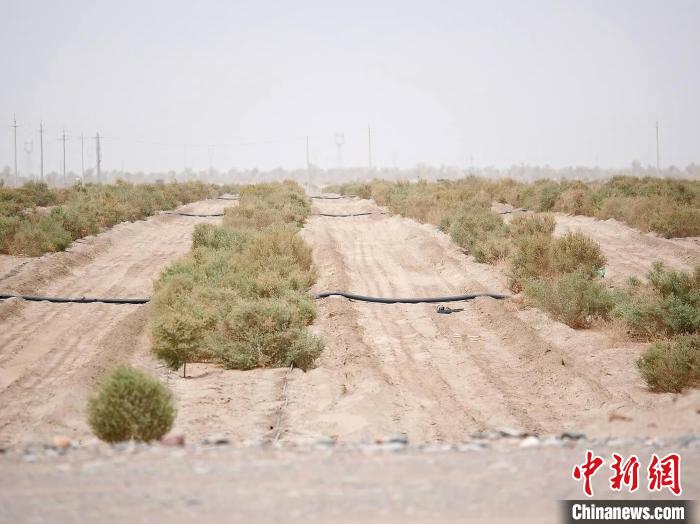 无码人妻少妇色欲AV一区二区