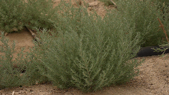 无码人妻少妇色欲AV一区二区