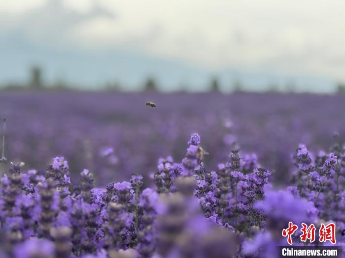无码人妻少妇色欲AV一区二区