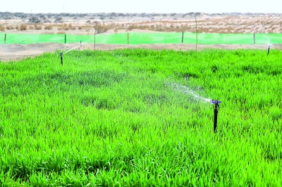 无码人妻少妇色欲AV一区二区