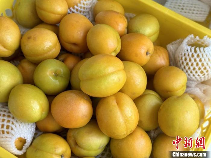 无码人妻少妇色欲AV一区二区