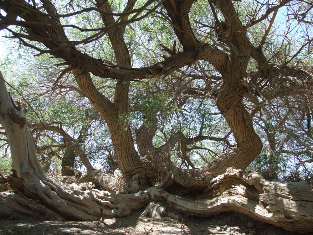 无码人妻少妇色欲AV一区二区