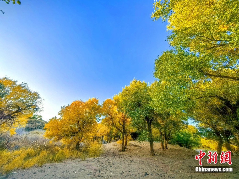 无码人妻少妇色欲AV一区二区