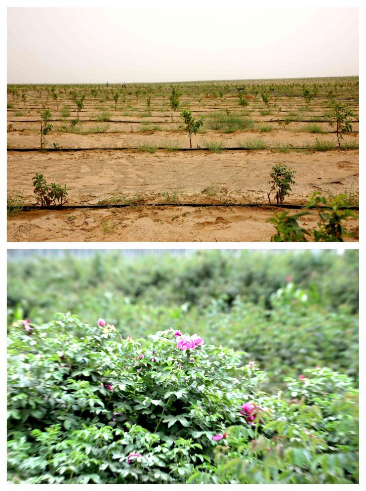 无码人妻少妇色欲AV一区二区