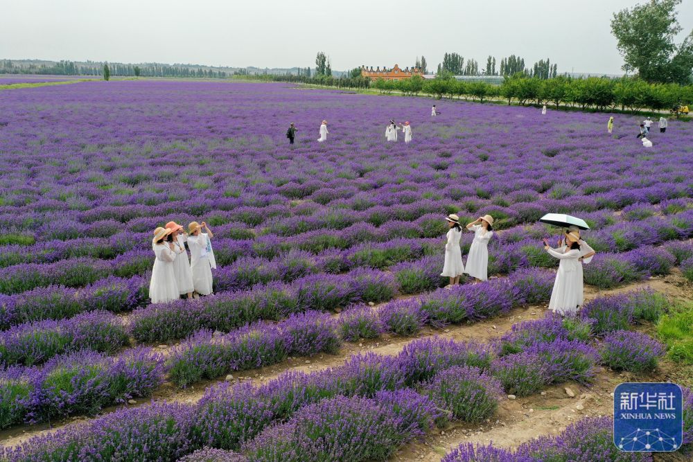 无码人妻少妇色欲AV一区二区