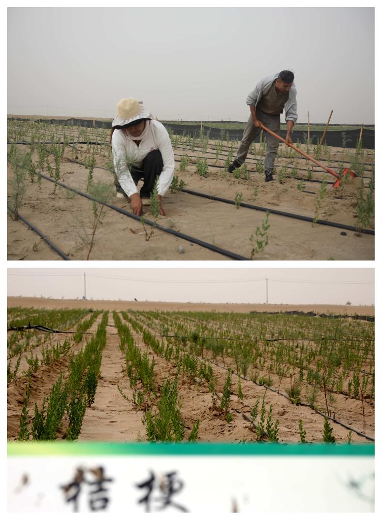 无码人妻少妇色欲AV一区二区