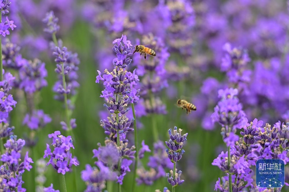 无码人妻少妇色欲AV一区二区