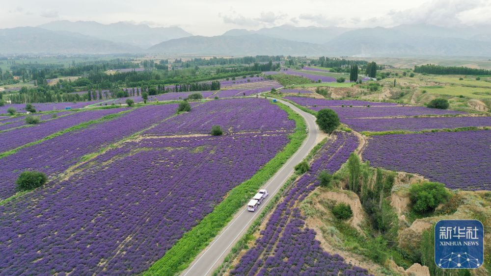 无码人妻少妇色欲AV一区二区