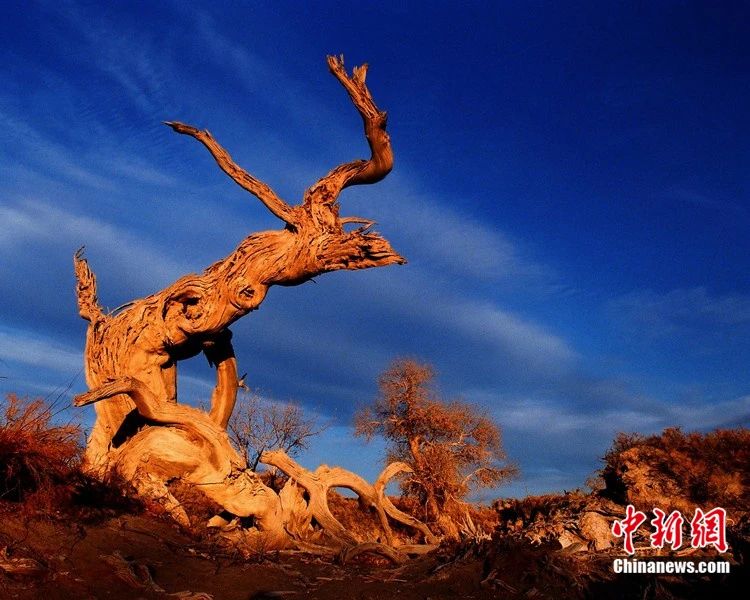 无码人妻少妇色欲AV一区二区