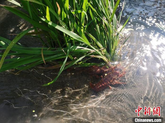 无码人妻少妇色欲AV一区二区