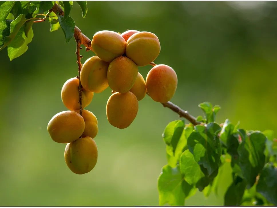 无码人妻少妇色欲AV一区二区