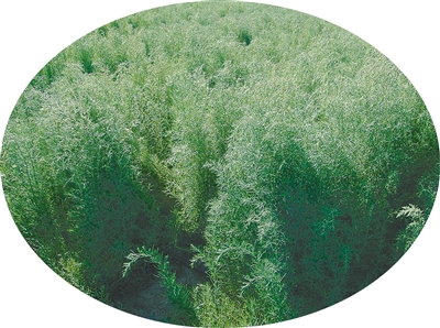 无码人妻少妇色欲AV一区二区