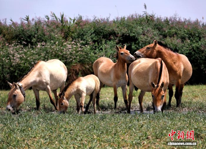 无码人妻少妇色欲AV一区二区