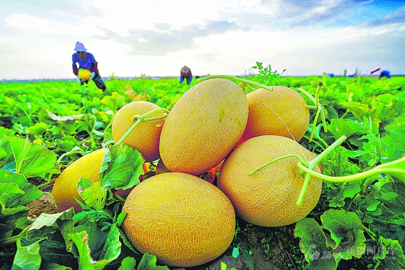 无码人妻少妇色欲AV一区二区