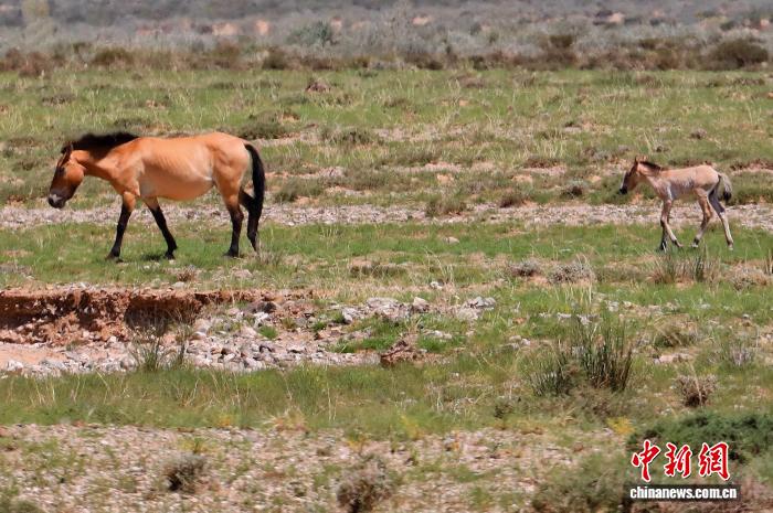 无码人妻少妇色欲AV一区二区