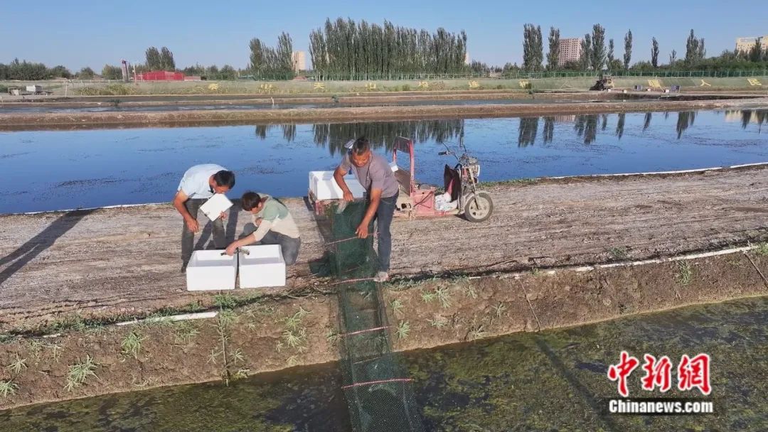 无码人妻少妇色欲AV一区二区