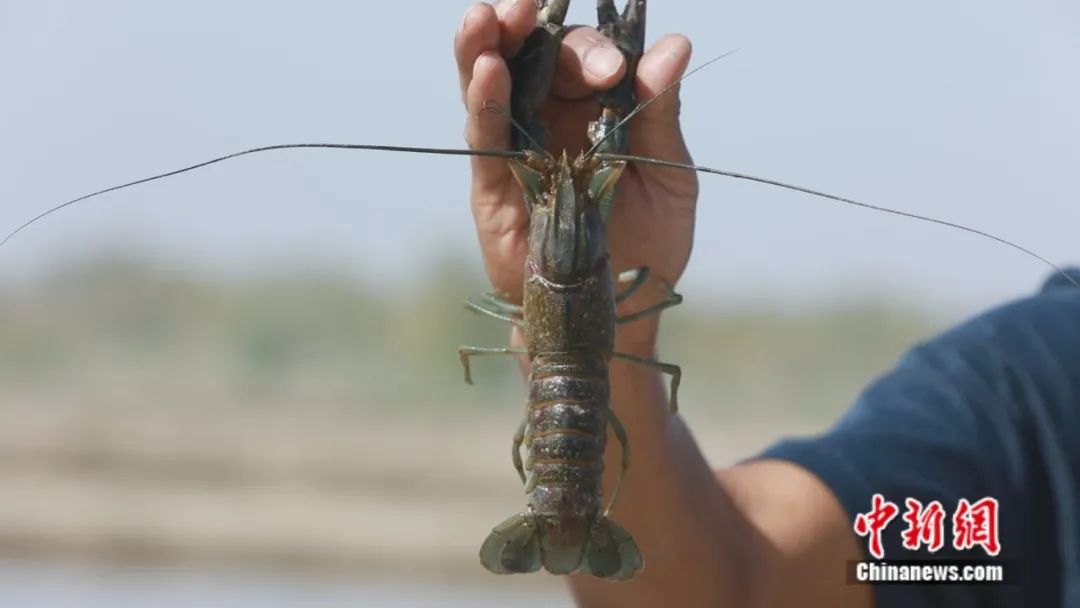 无码人妻少妇色欲AV一区二区