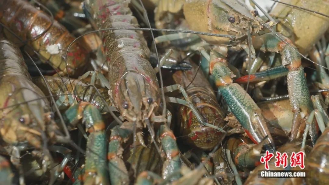 无码人妻少妇色欲AV一区二区