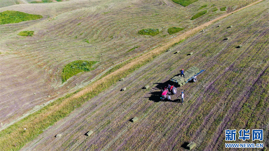 无码人妻少妇色欲AV一区二区