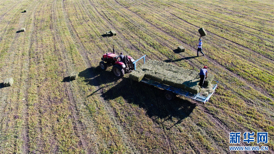 无码人妻少妇色欲AV一区二区