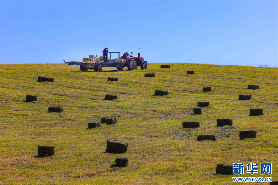 无码人妻少妇色欲AV一区二区