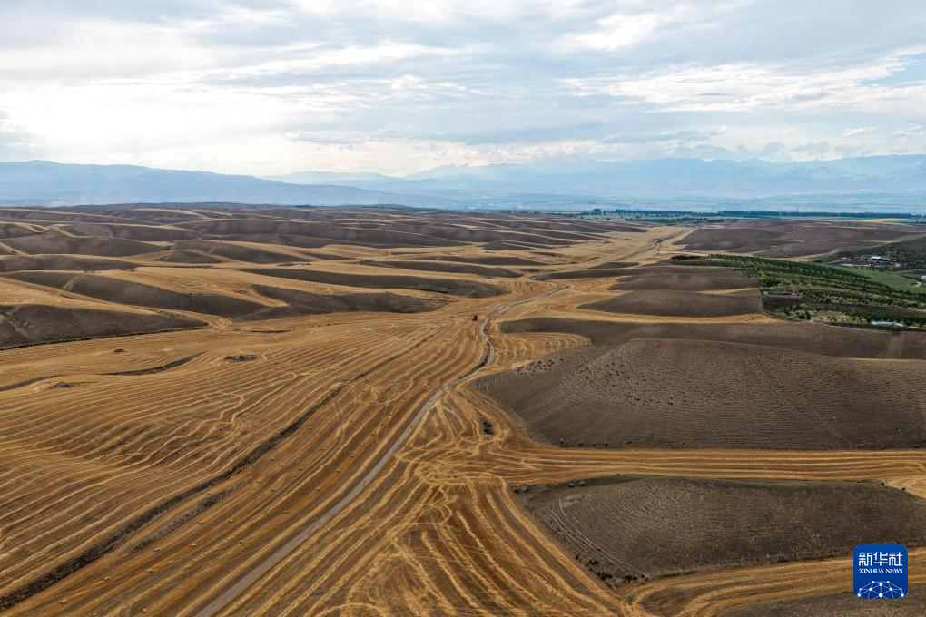 无码人妻少妇色欲AV一区二区