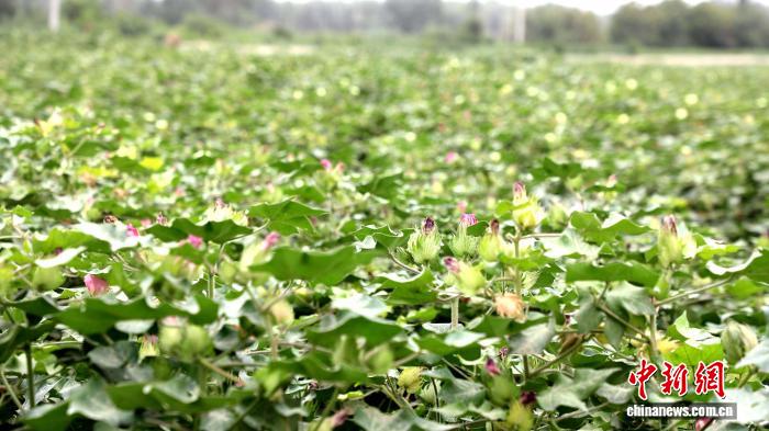 无码人妻少妇色欲AV一区二区