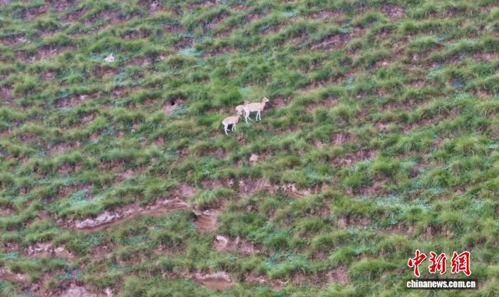 无码人妻少妇色欲AV一区二区