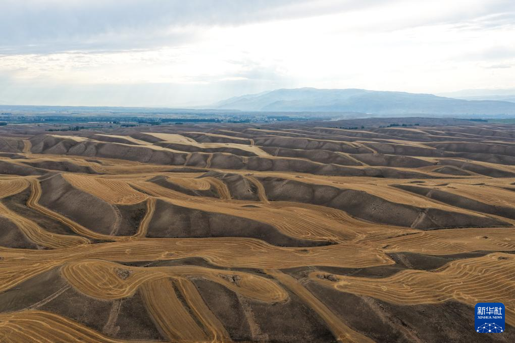 无码人妻少妇色欲AV一区二区