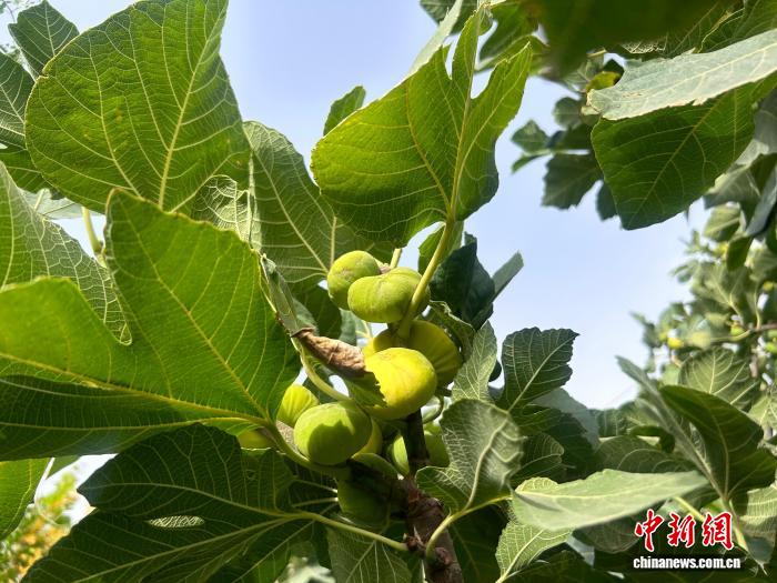 无码人妻少妇色欲AV一区二区