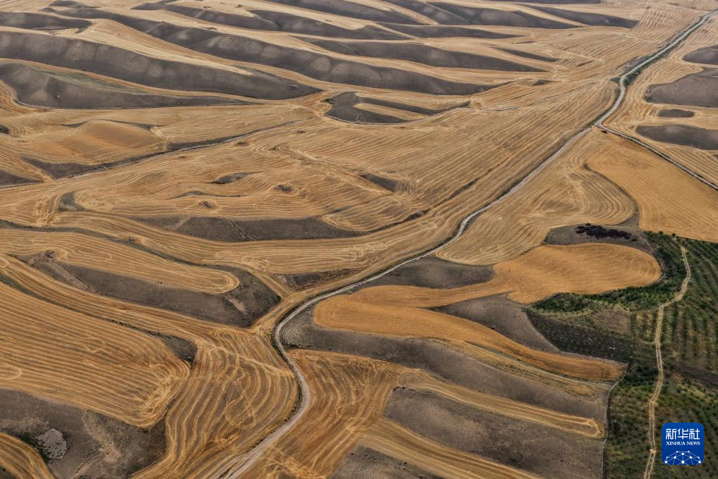 无码人妻少妇色欲AV一区二区