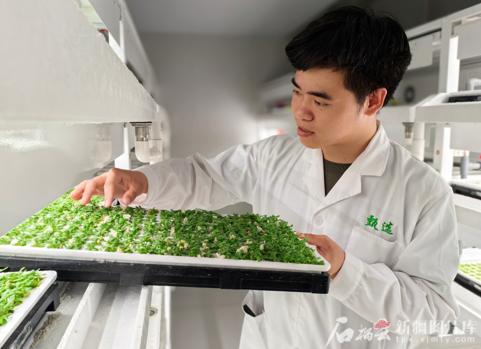 无码人妻少妇色欲AV一区二区