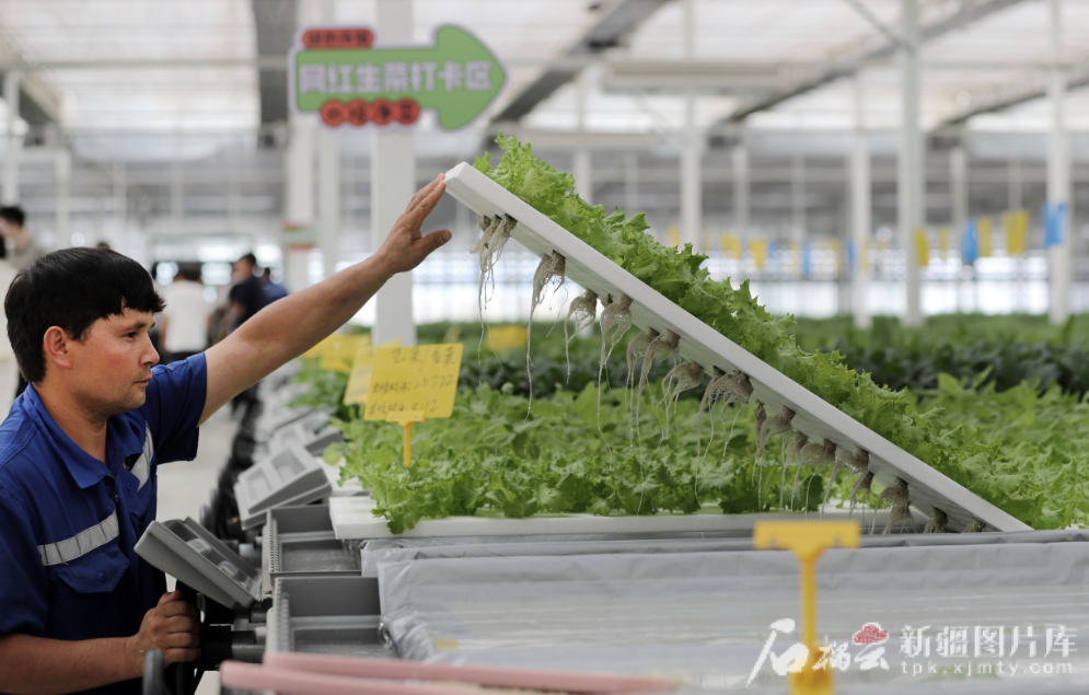 无码人妻少妇色欲AV一区二区