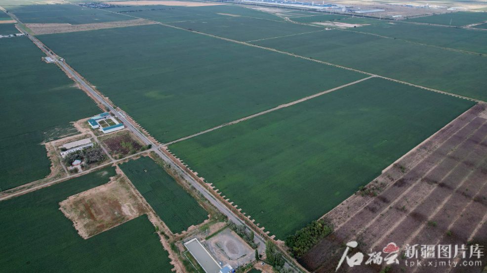 无码人妻少妇色欲AV一区二区